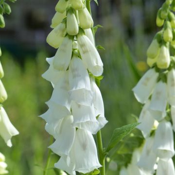 Sementes de Digitalis purpurea f.albiflora