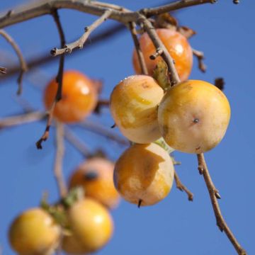 Diospireiro-da-virgínia SAA Pieper - Diospyros virginiana