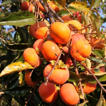 Diospireiro Sharon - Diospyros kaki