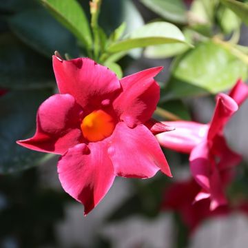Dipladénia Diamantina Tourmaline Fuchsia Intense