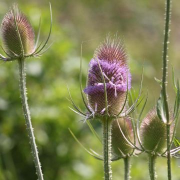 Dipsacus fullonum