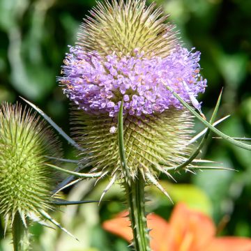 Dipsacus sylvestris biológico em sementes - Cardencha