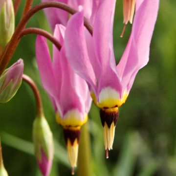 Dodecatheon meadia