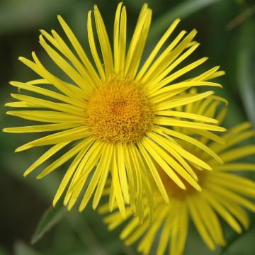 Doronicum orientale Finesse