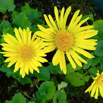 Doronicum orientale Little Leo