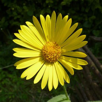 Doronicum pardalianches