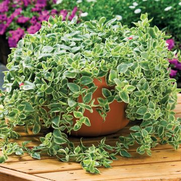 Mesembryanthemum cordifolium Mezoo Trailing Red