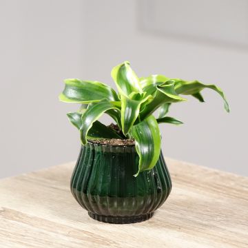 Dracaena fragrans Dragontree Tornado Dracaena fragrans Dragontree Tornado