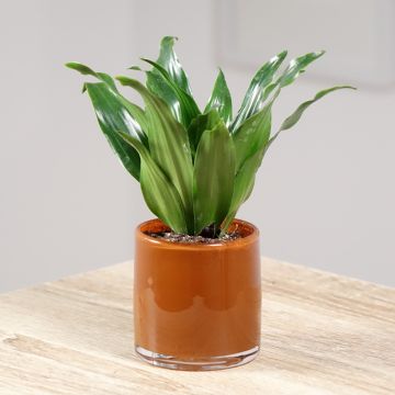 Dracaena fragrans Janet Craig Dracaena fragrans Janet Craig