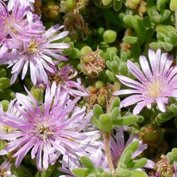 Drosanthemum candens