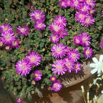 Drosanthemum hispidum