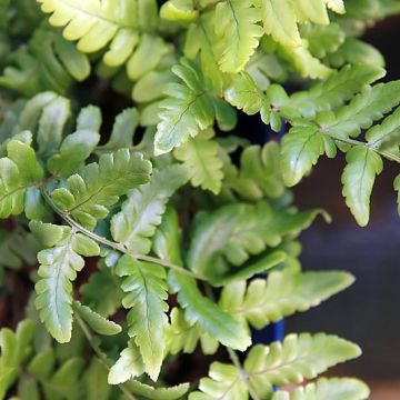 Dryopteris championii