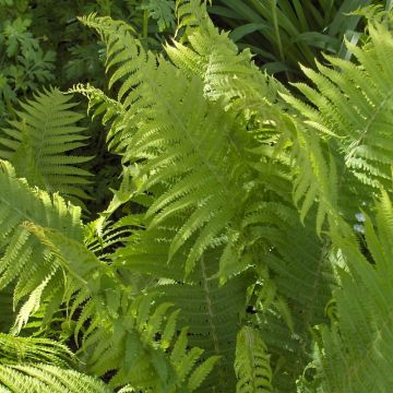 Dryopteris filix-mas Crispa Cristata - Feto-macho