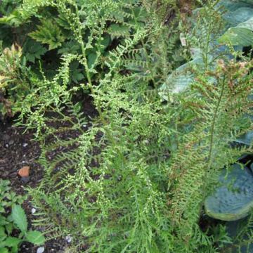 Dryopteris filix-mas Linearis Polydactyla - Feto-macho