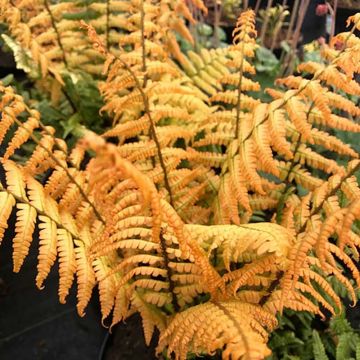 Dryopteris wallichiana Jurassic Gold