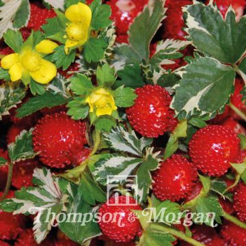 Duchesnea indica Harlequin em sementes