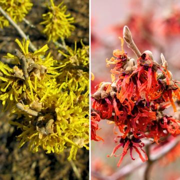 Duo <i>Hamamelis</i> — hamamélis amarela e vermelha