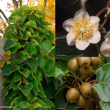 Duo Kiwi amarelo 'Minkigold' fêmea e 'Minkimale'