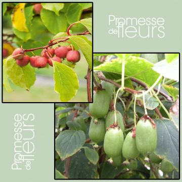 Duo Kiwi da Sibéria 'Ken's Red' (fêmea) + 'Issai' (polinizador) Duo Kiwi da Sibéria 'Ken's Red' (fêmea) + 'Issai' (polinizador)