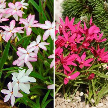 Duo de <i>Rhodoxis</i>