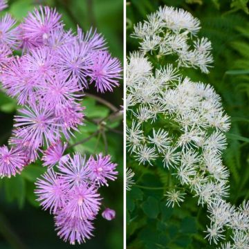 Pack de 2 <i>Thalictrum aquilegifolium</i>