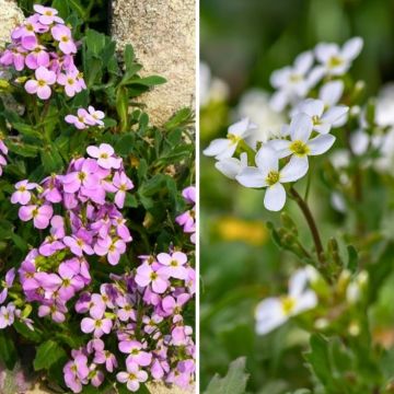 Duo de <em>Arabis caucasica</em>, em rosa e branco, para jardins rochosos Duo de <em>Arabis caucasica</em>, em rosa e branco, para jardins rochosos