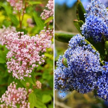 Duo de ceanotos de verão rústicos, rosa e azul