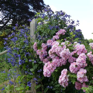 Duo para Sebes - Duo de Roseira e Clematite
