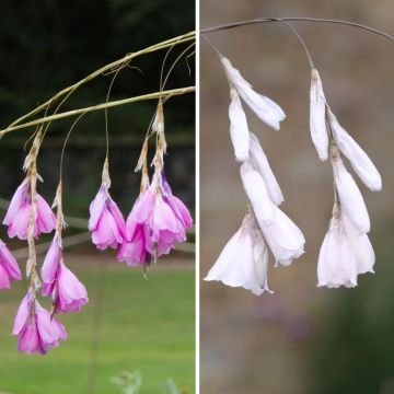 Duo de <i>Dierama</i> — uma rosa e uma branca