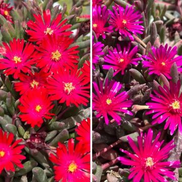 Duo de <i>Delosperma</i> com folhagem colorida 'Desert Dancers'