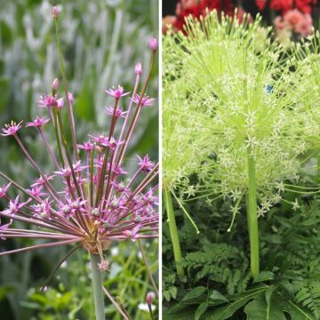 Duo Fogo-de-artifício - <i>Allium schubertii</i>