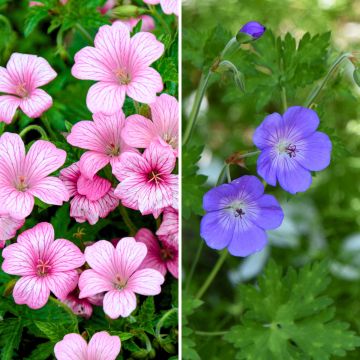 Coleção de 2 Gerânios Perenes em Floração Contínua