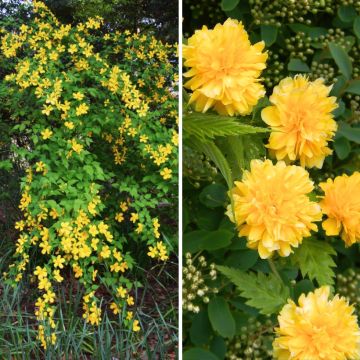 Duo de kerrias - kerria-do-Japão