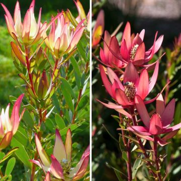 Duo de <i>Leucadendron</i>