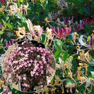 Duo Primaveril - Coleção de Clematite e Madressilva