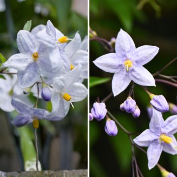 Duo <i>Solanum jasminoides</i> - falso-jasmim