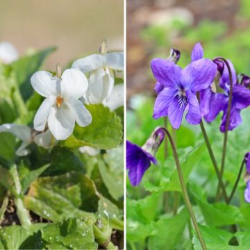 Duo de violetas-de-cheiro