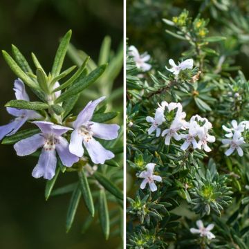 Duo de <em>Westringia</em> - Alecrins australianos para jardins rochosos em clima mediterrânico Duo de <em>Westringia</em> - Alecrins australianos para jardins rochosos em clima mediterrânico