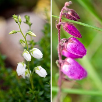 Duo <i>Daboecias</i> - Urzes-da-Irlanda Duo <i>Daboecias</i> - Urzes-da-Irlanda