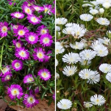 Duo de <i>Delosperma</i> com folhagem colorida 'Desert Dancers'