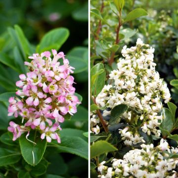 Duo de escallónias Duo de escallónias