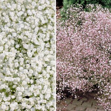 Duo de gipsofilas brancas e rosas