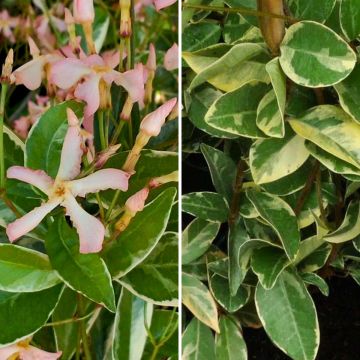 Duo de jasmins estrelados com folhagem variegada