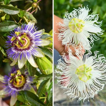 Duo de passifloras resistentes até -12 °C