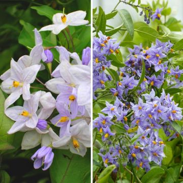 Duo <i>Solanum jasminoides</i> - falso-jasmim