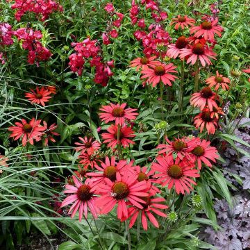 Echinacea Prima Ruby