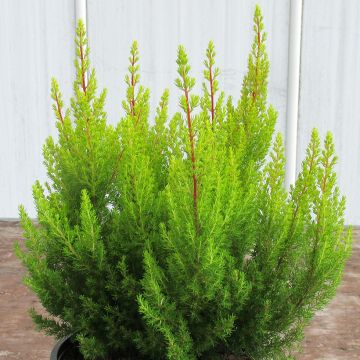 Urze-branca Estrella Gold - Erica arborea