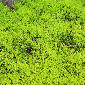 Urze-de-inverno Foxhollow - Erica carnea Urze-de-inverno Foxhollow - Erica carnea