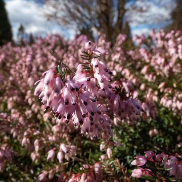 Urze-de-inverno Pink Spangles - Erica carnea