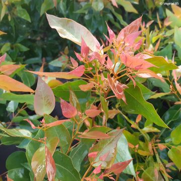 Eucalipto-tuarto Kaduri - Eucalyptus gomphocephala